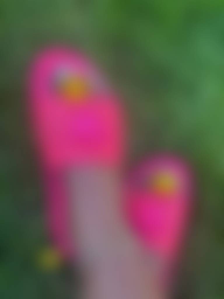 “Soft steps, pretty petals 🌼💗”
