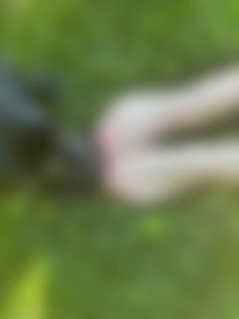 🐶 💗