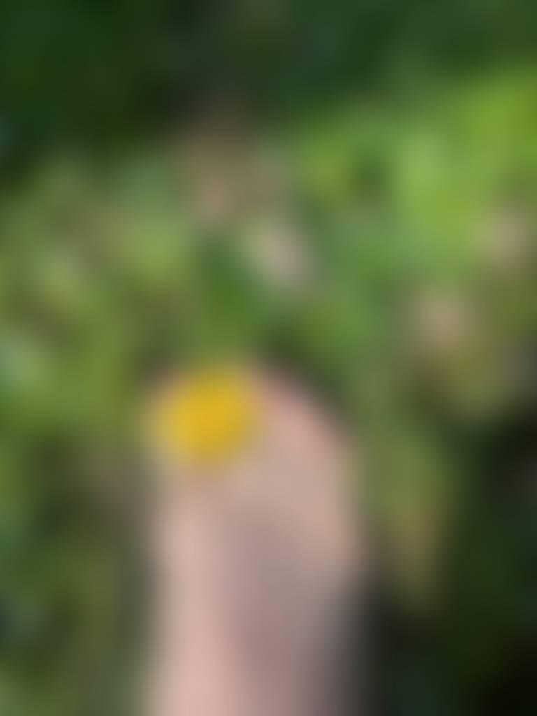 Dandelion between my toes! Have a better idea of what I should put between these toes? Sen